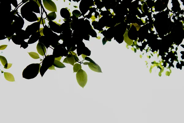Portfolio header